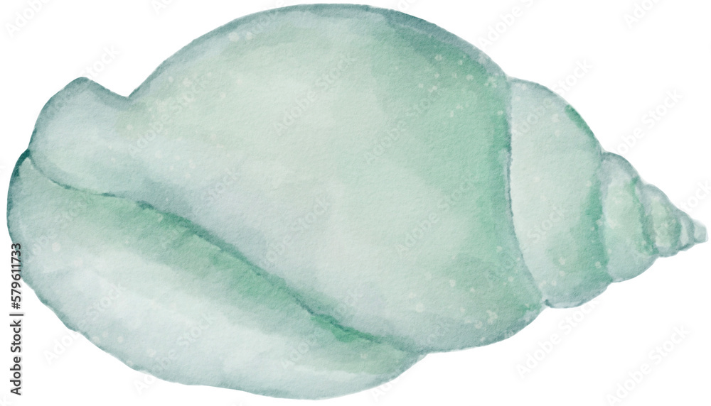 sea shell watercolor png sea shell watercolor png