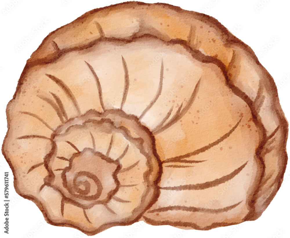 sea shell watercolor png