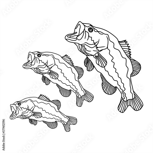 set of line art illustrations of three black bass fish