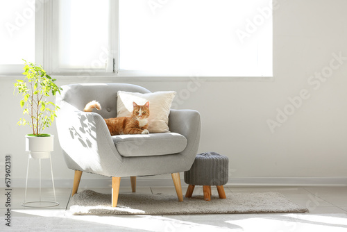 Photo Cute red cat lying on grey armchair in living room