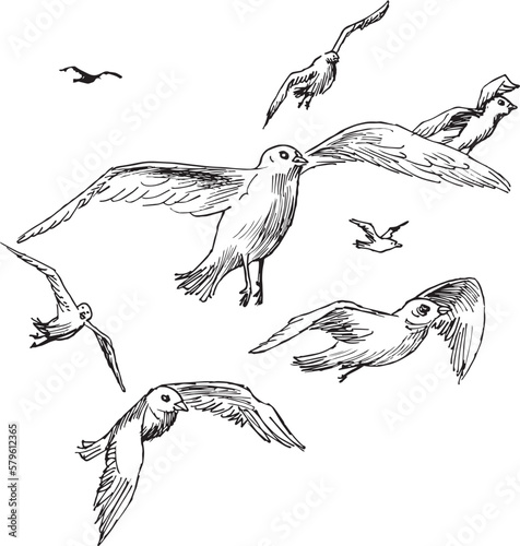 birds are flying in the air freely