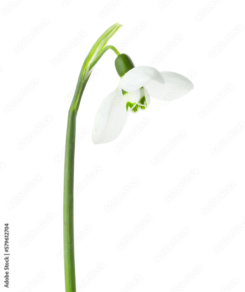 Beautiful snowdrop isolated on white background Beautiful snowdrop isolated on white background