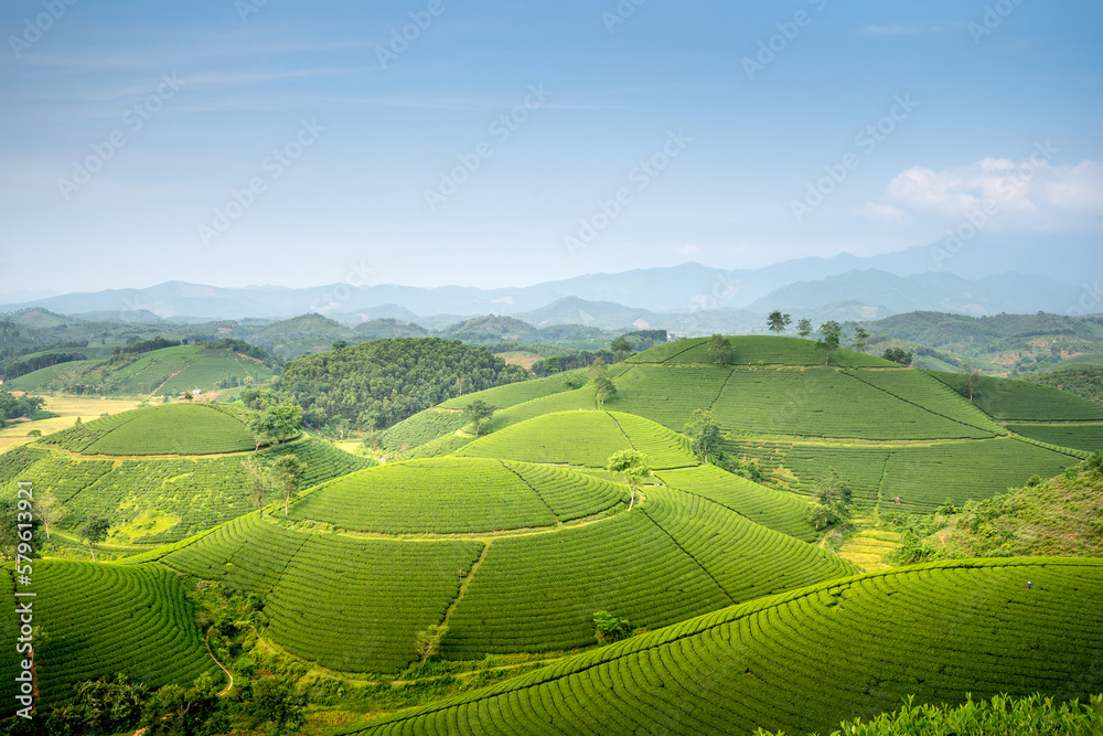Long Coc tea hill, Phu Tho province, Vietnam in an morning. Long Coc is considered one of the most beautiful tea hills in Vietnam, with hundreds and thousands of small hills
