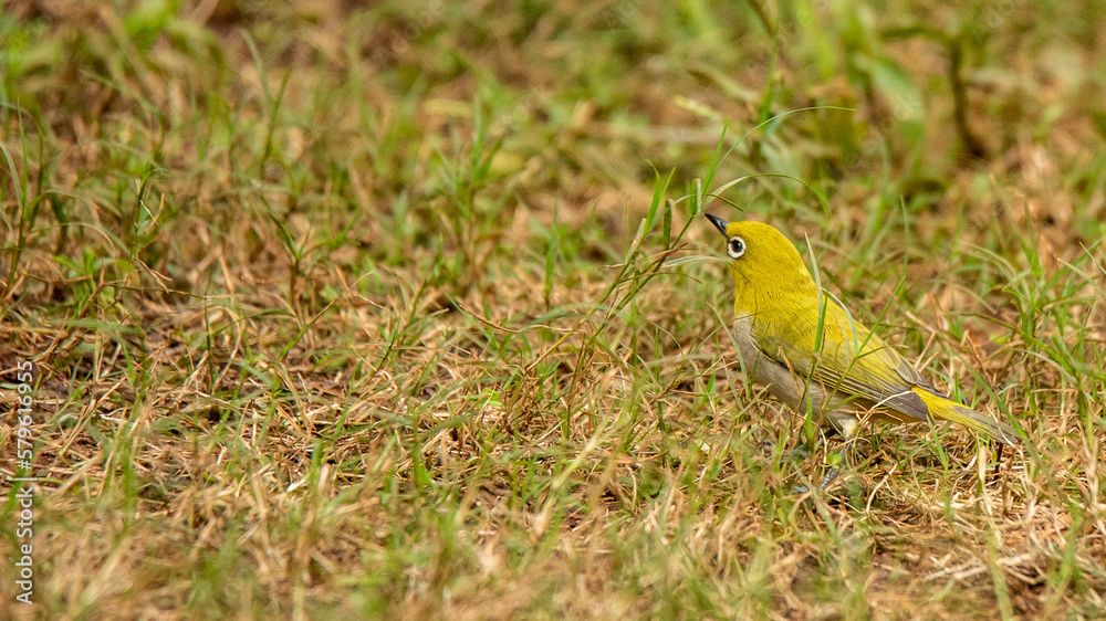 Fototapeta premium Oriental White eye