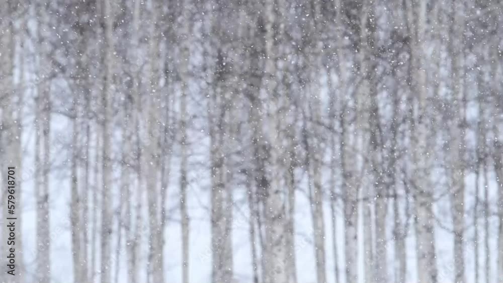 白樺林と降雪 白樺林と降雪