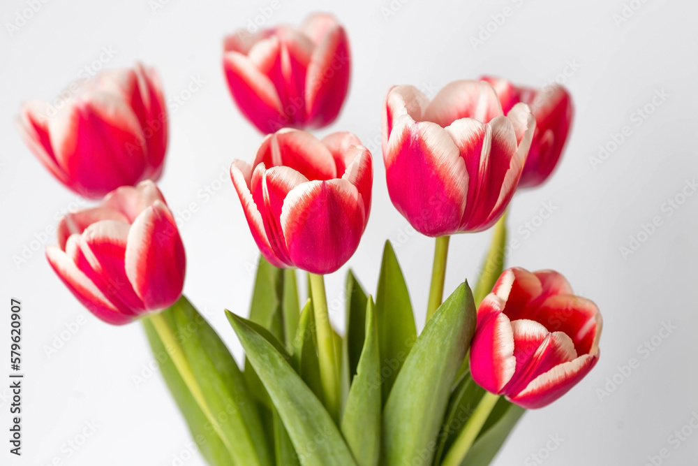 A bouquet of tulips on a white isolated background. The concept of the onset of spring and International Women's Day on March 8.