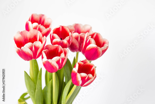 A bouquet of tulips on a white isolated background. The concept of the onset of spring and International Women s Day on March 8.