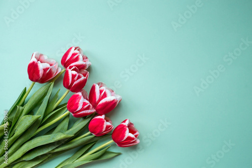A bouquet of tulips on a turquoise isolated background. The concept of the onset of spring and International Women's Day on March 8.