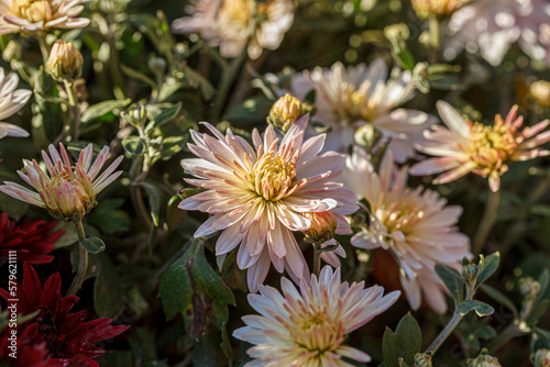 beautiful chrysanthemum flower bushes pink colors