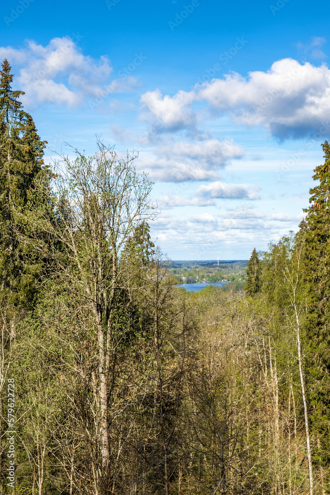 Obraz premium Forest at spring with a view