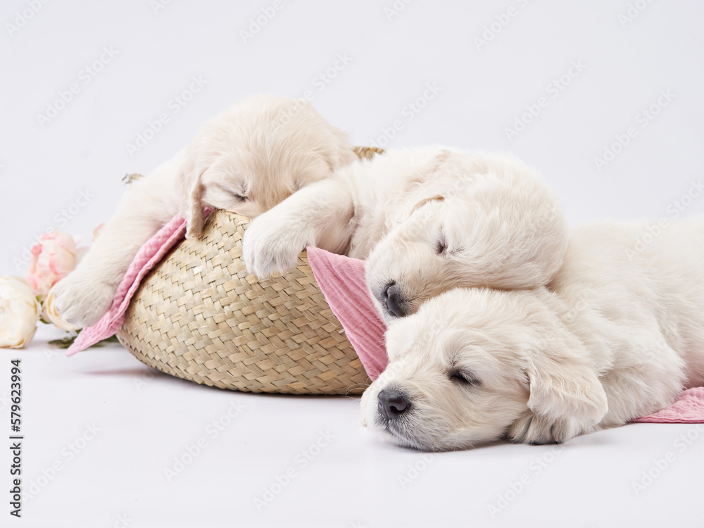 three golden retriever puppies on a white background. cute sleeping dog three golden retriever puppies on a white background. cute sleeping dog