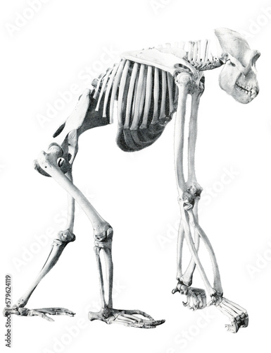 A skeleton of a gorilla // Black and White	