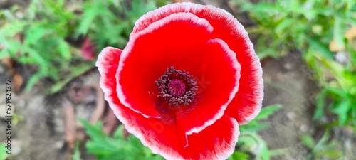 The corn poppy is an erect herb, typically no taller than 70 cm & x28;28 inches& x29 photo