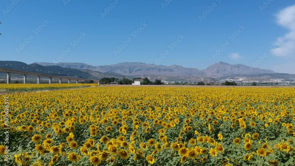 Flying over field of sunflowers with blue sky. Flying over field of sunflowers with blue sky.