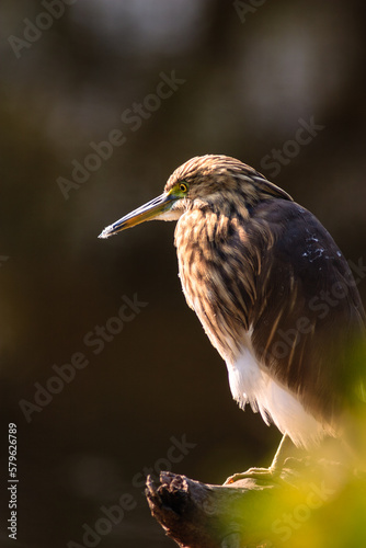 Indian pond heron (areola grayii) in Keoladeo national park (bharatpur bird sanctuary) in India