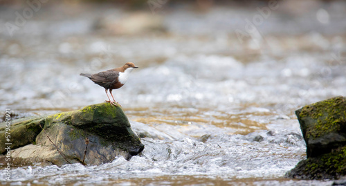 The white throated dipper Cinclus cinclus sitting on a stone and looking for food in winter. photo