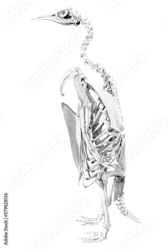 Skeleton of a penguin // Black and White	