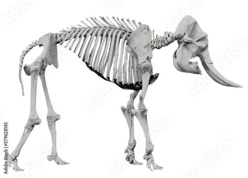 Skeleton of an elephant // Black and White	 photo