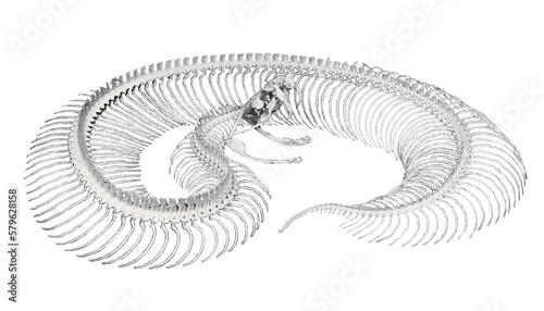 Skeleton of a turtle // Black and White	
