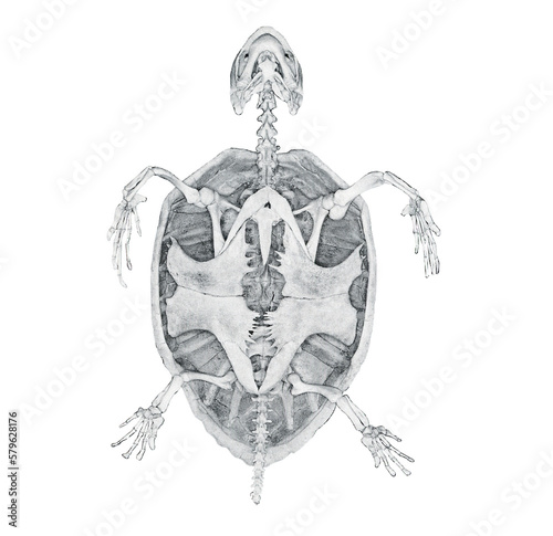 Skeleton of a turtle // Black and White	