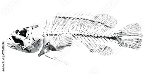 Skeleton of a fish // Black and White	