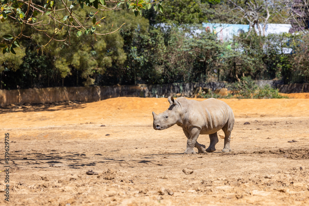 White rhinoceros in the wild zoo park White rhinoceros in the wild zoo park
