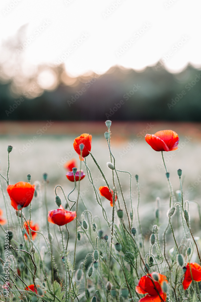 Naklejka premium Mohnblumen im Sonnenuntergang