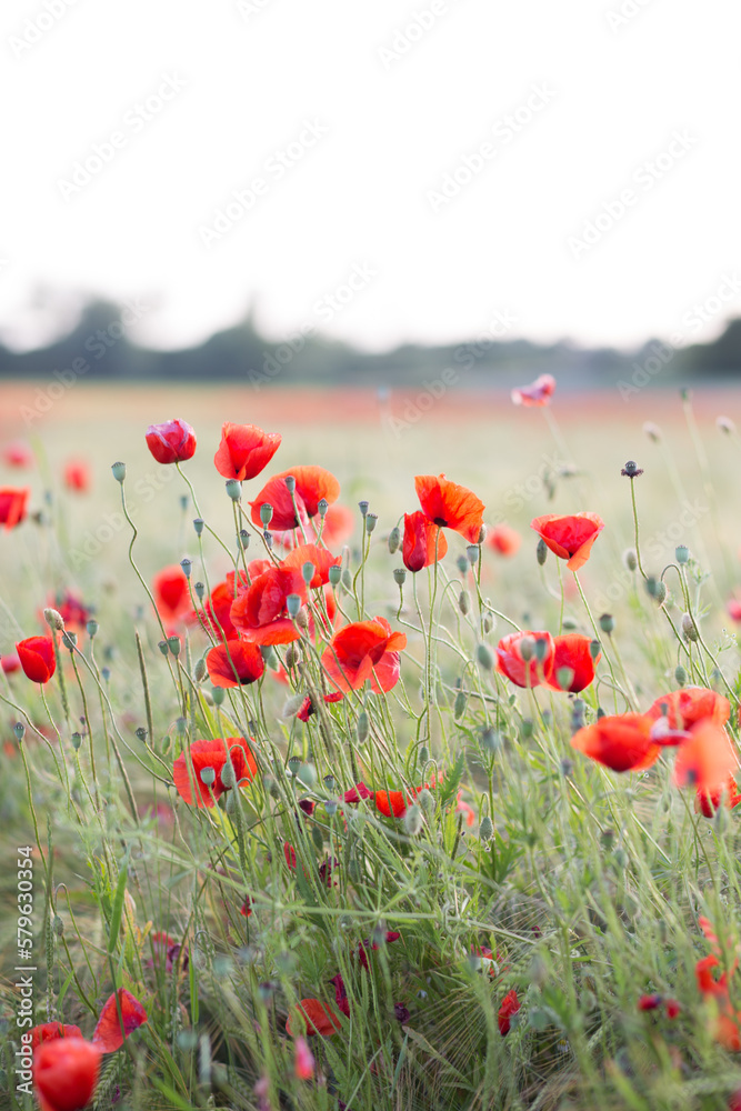 Naklejka premium Mohnblumen im Sonnenuntergang 