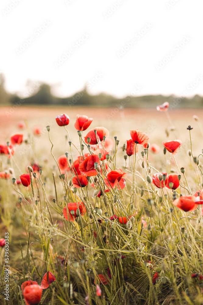 Naklejka premium Mohnblumen im Sonnenuntergang 