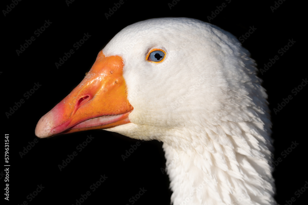 Portrait of the head of a white goose against a dark background. The blue eye with the black iris is clearly visible. The beak is orange. The feathers are white. The bird looks to the side. Portrait of the head of a white goose against a dark background. The blue eye with the black iris is clearly visible. The beak is orange. The feathers are white. The bird looks to the side.