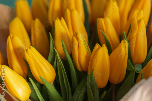 Beautiful spring flowers yellow tulips. fresh spring day