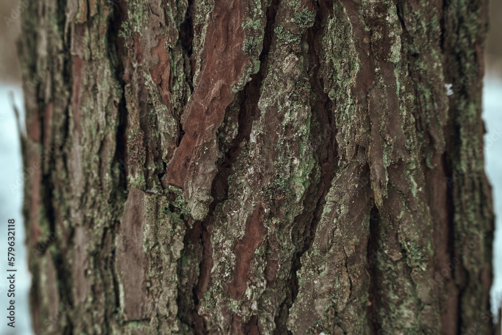 Background texture of tree bark with snow. Green tree bark with snow. Background texture of tree bark with snow. Green tree bark with snow.