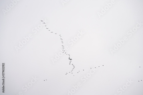 a flock of birds isolated on the sky