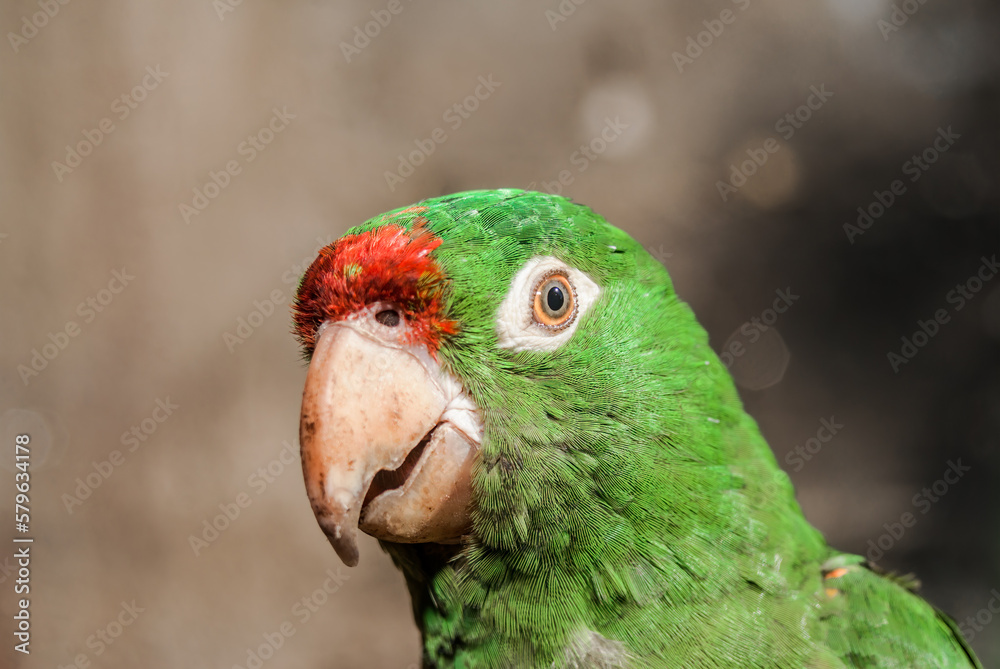 Finsch's Parakeet (Psittacara finschi) in aviary, Nicaragua StockFoto