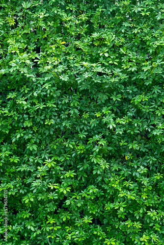 Fototapeta Naklejka Na Ścianę i Meble -  green leaves natural background wallpaper, texture of leaf, leaves with space for text