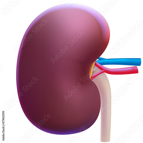 Human kidney illustration sees veins and arteries used in medicine and education. photo