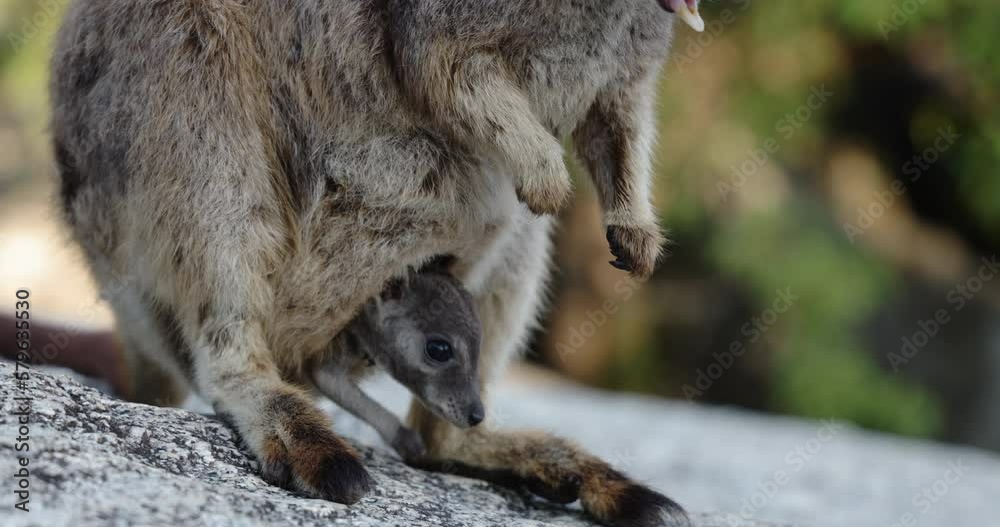 Wallaby with a joey at Granite Gorge in Queensland, Australia. Wallaby with a joey at Granite Gorge in Queensland, Australia.
