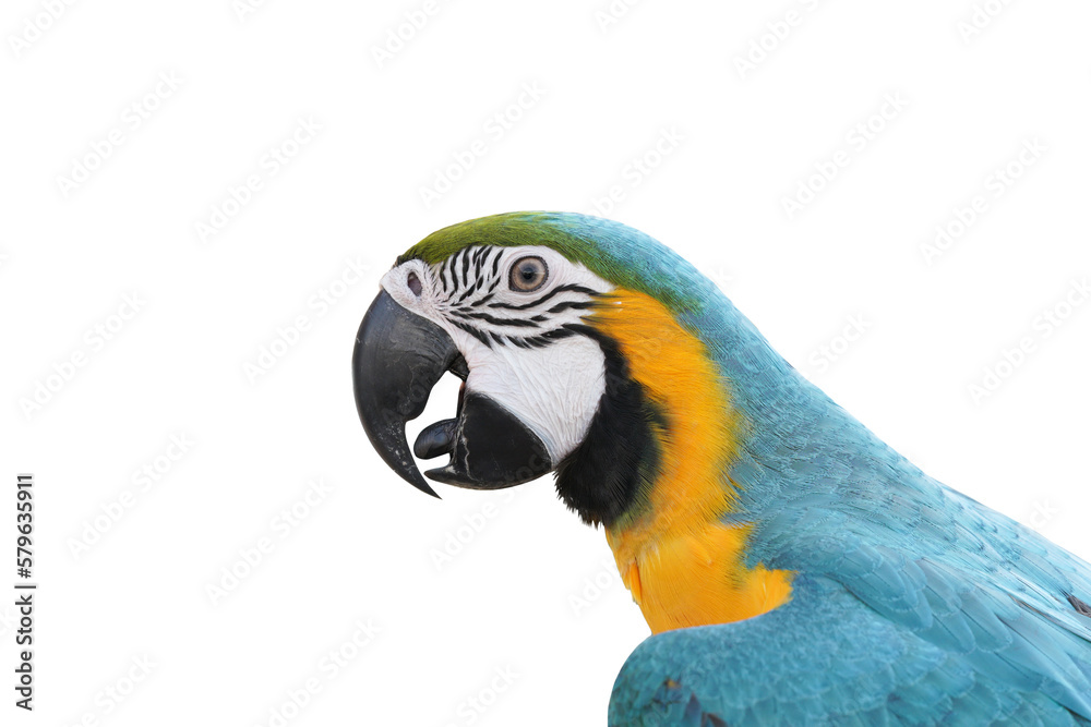 Parrot bird blue and gold , Blue and yellow macaw isolated on white background. This has clipping path. Parrot bird blue and gold , Blue and yellow macaw isolated on white background. This has clipping path.