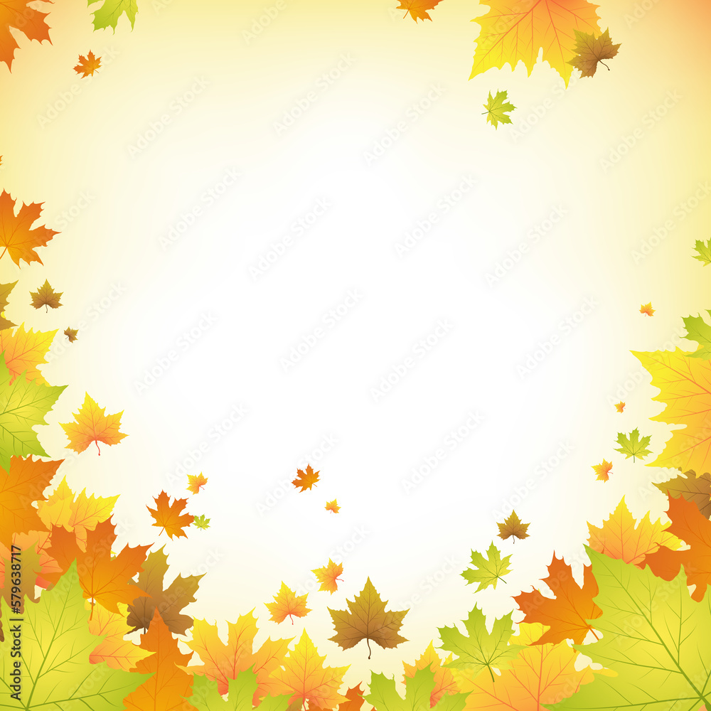 Autumn maple leaves  background 