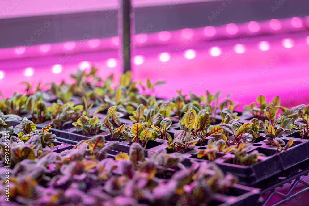 Foto de Future of Hydroponics. Beet microgreens growing hydroponically