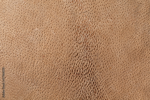 Texture of natural boar skin in shades of beige. Background, grunge, close-up.