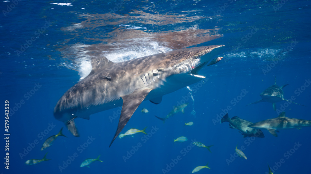 Fototapeta premium Silky shark (Carcharhinus falciformis) hunting fish in Jardines de la Reina, Cuba. Sunlight creates wonderful reflections on the top of the shark.