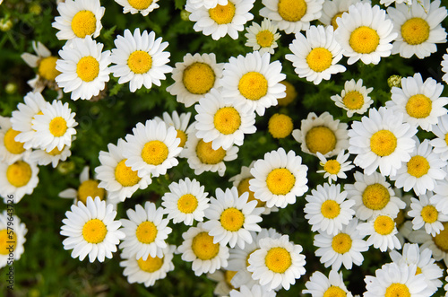 Close up of small white daisey flowers blossom in a garden with day light and green nature background.