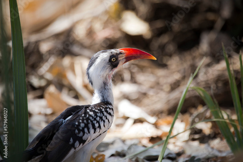 Side view of hornbill perching on field at Ruaha National Park photo