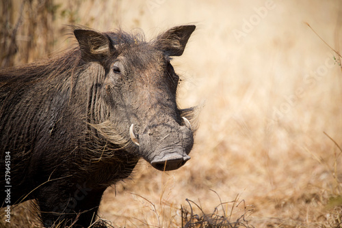 Warthog standing on field at Ruaha National Park during sunny day