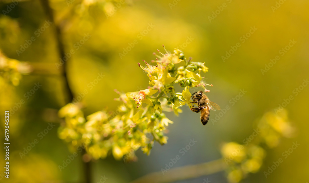 Close-up of honey bee pollinating on yellow flower at park Close-up of honey bee pollinating on yellow flower at park