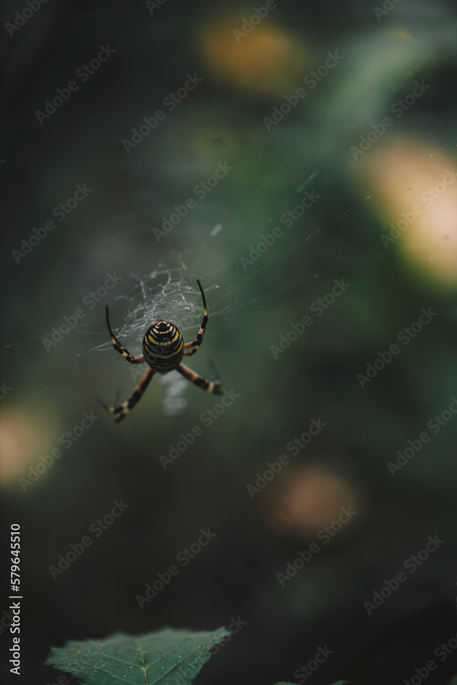 Close-up of spider weaving web in forest Close-up of spider weaving web in forest