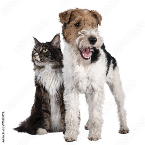 Adult Maine Coon cat and Fox Terrier dog sitting / standing beside each other. Both looking side ways to opposite sides. Isolated cutout on transparent background.