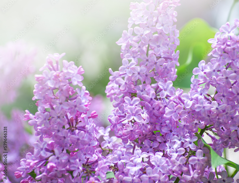 Obraz premium Lilac blossoming branches, Selective focus