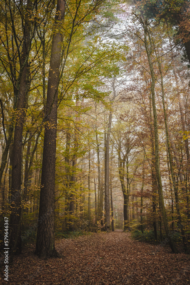 a forest in autumn a forest in autumn
